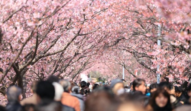 日本千億元「櫻花經濟」，成敗就看這個男人！他如何精準預測櫻花盛開？