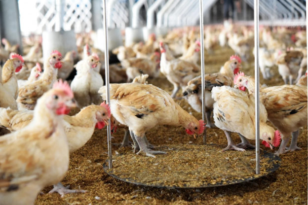 你吃的麥當勞炸雞是 AI 養大的！與「雞屎」奮戰半年，創 AI 體重機攻入卜蜂大成養雞場