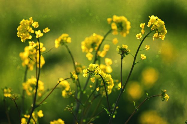 人類蛋白質的新來源──油菜籽