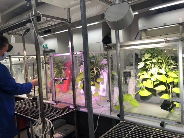 植物「綠牆」能助清除空氣中的致癌物