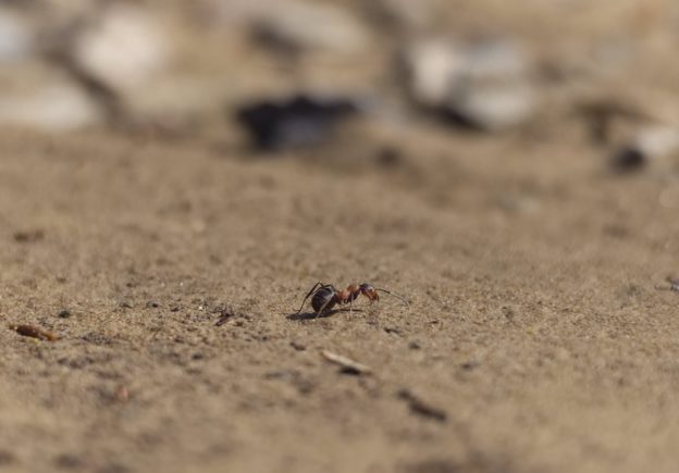 沙漠螞蟻會堆出「小山丘」當成帶路回家的地標