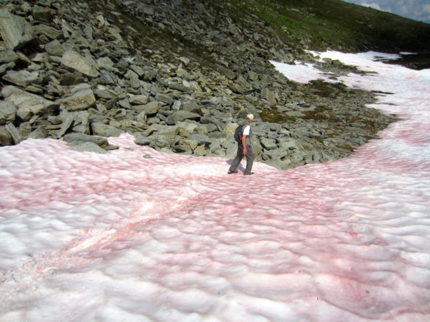 日本高山出現大量彩色雪藻，恐加劇暖化及融雪