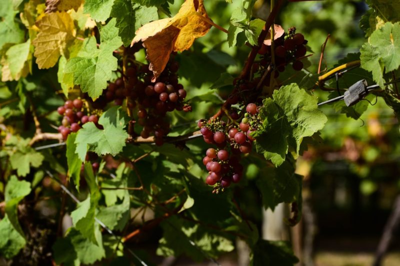氣候變遷英國暖化，意外成為葡萄酒佳釀產區
