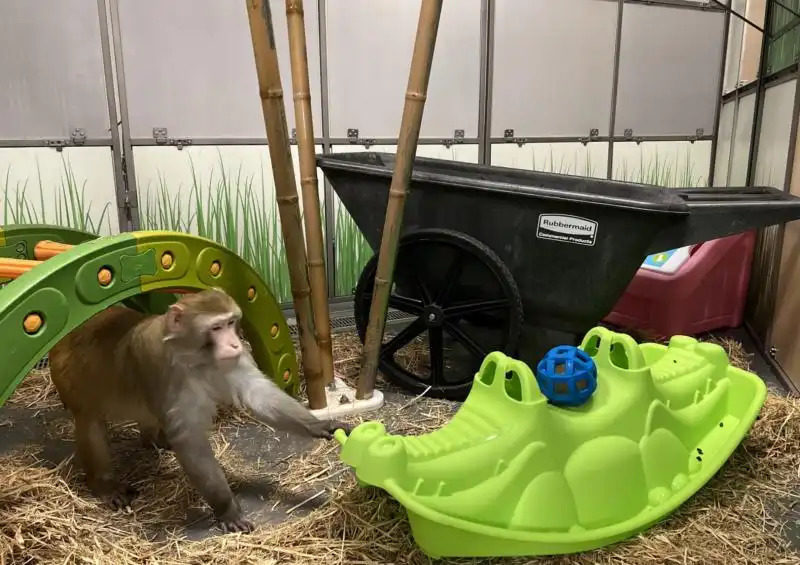 馬斯克：Neuralink 徵志願者大腦植入微型晶片