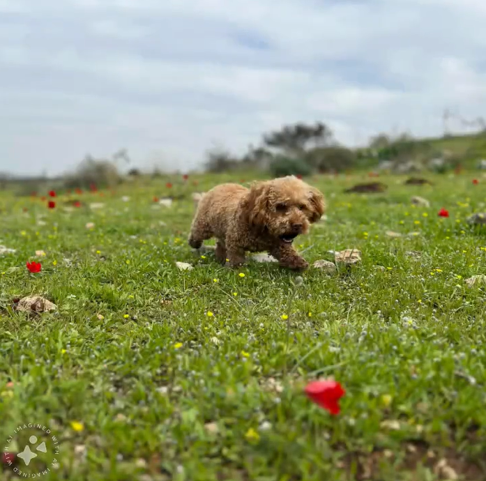 Meta 推新 AI 圖像編輯工具，直接用 Facebook 和 Instagram 玩照片弄影像