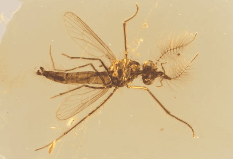 恐龍時代蚊子，可能不論雌雄都會吸血