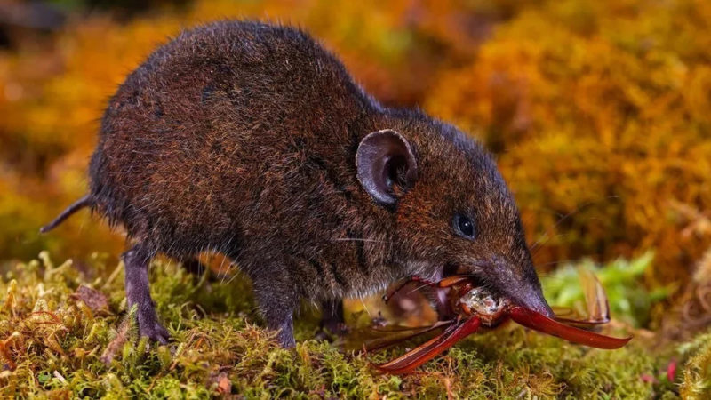 刺蝟：牠不是老鼠，牠是我親戚！科學家辨識出五種新毛蝟