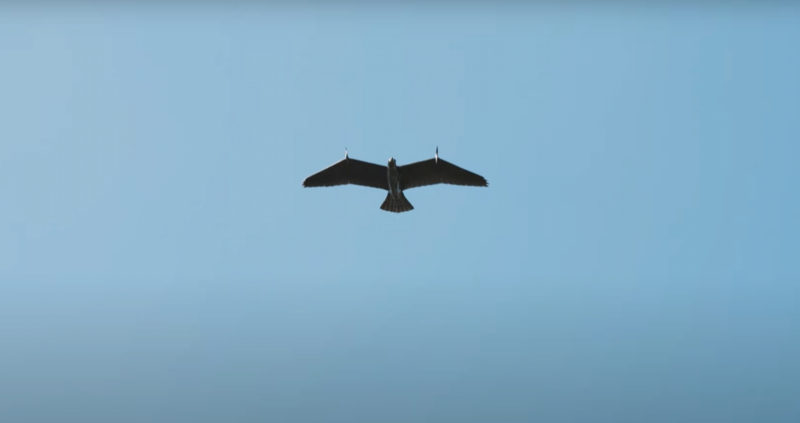 這是隻間諜老鷹，荷蘭公司推出擬真動物外型無人機