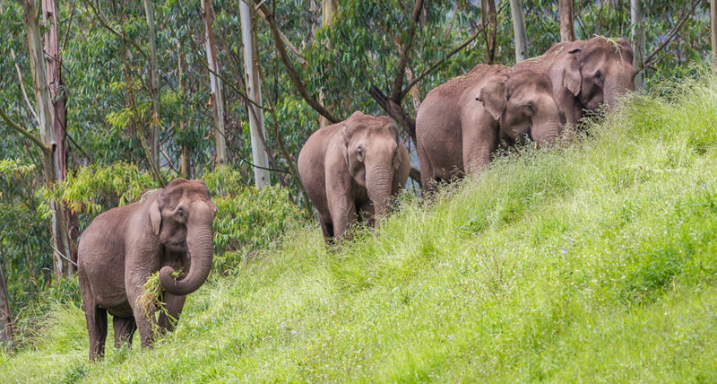 三週內大象攻擊三死，印度克拉拉邦求助攝影機和 WhatsApp