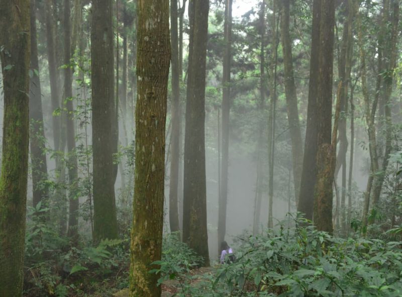 AI 影像演算找出環境威脅！英業達攜台大實驗林保護雲霧林生物多樣性