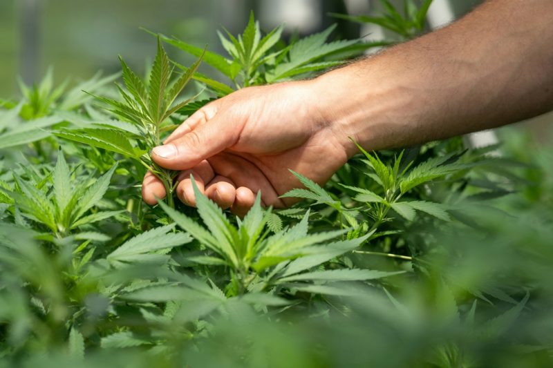 取代鴉片類止痛藥物,藥用大麻萃取物是慢性疼更有效安全的選擇?
