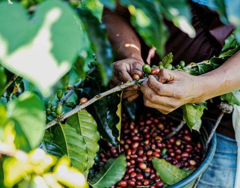 中違反 WTO 條款，瓜地馬拉學者：和中國合作是一場空