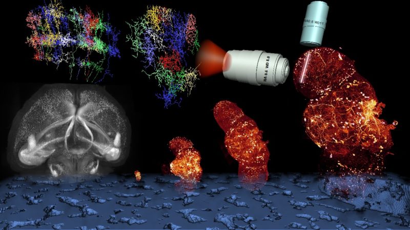 台灣團隊開發新光學成像技術，讓腦組織「放大」六萬四千倍
