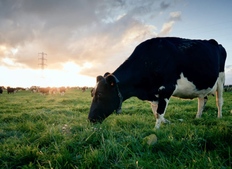 畜牧業自動化，紐西蘭新創公司成獨角獸