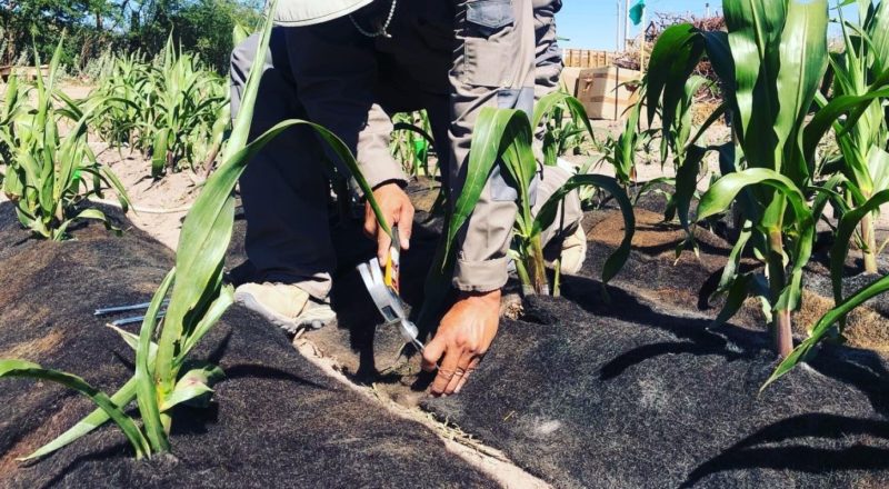 智利對抗乾旱偏方：頭髮