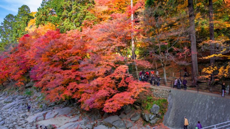 日本知名旅遊品牌「Club Tourism」，推出 2025 秋季限定行程