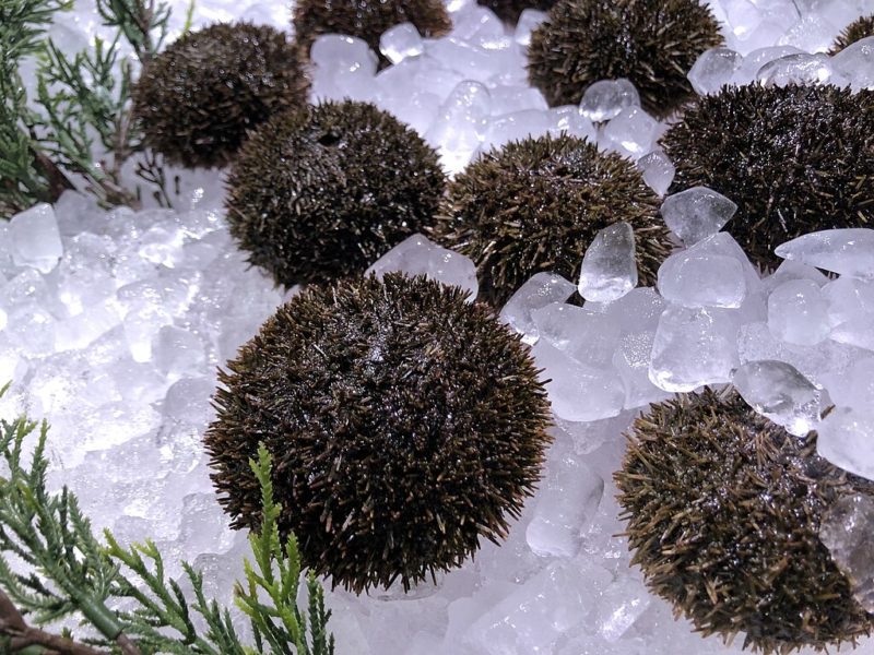 海水暖化漁獲量驟減，北海道海膽蓋飯一碗 3,700 元