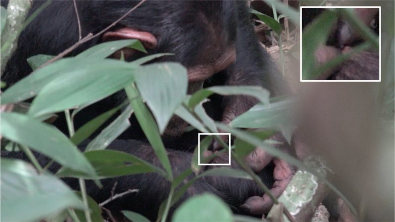 黑猩猩的「昆蟲療法」,科學家觀察到牠們會將昆蟲敷在傷口上