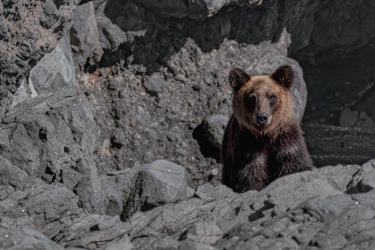 Échec de la récolte des noix de hêtre, la pire attaque d’ours de l’histoire du Japon | Actualités technologiques