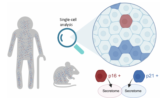 細胞老化大不同，p16 與 p21 高表現其實代表兩種老化型態