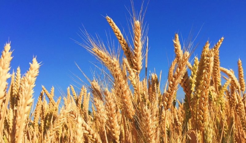 中美關係升溫  傳中國睽違一年再度向美下單小麥