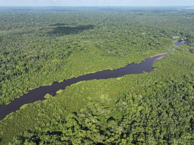 Google 斥資購買 20 萬噸亞馬遜碳權，AI 技術助攻森林復育計畫