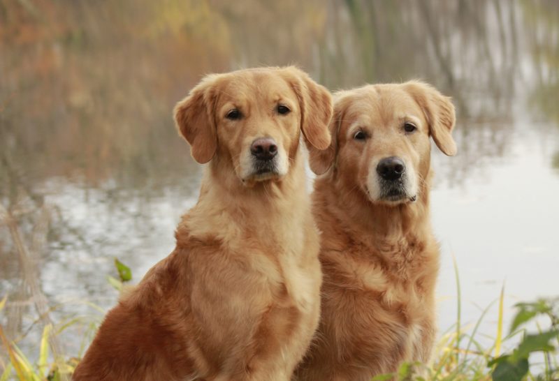 「複製狗，還是同一隻嗎？」NFL 前球星複製過世愛犬惹議，動保批：犧牲無辜代理孕狗