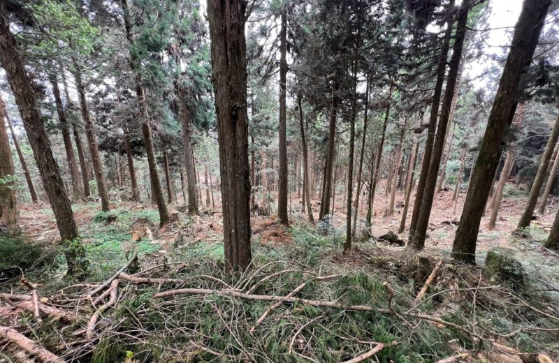 森林儲碳最多在土壤，不同樹種深層濃度差異大