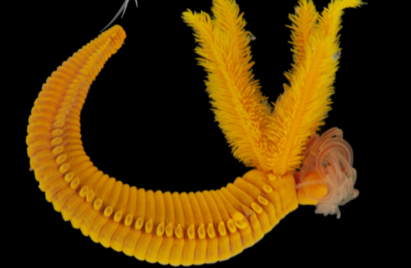 深海蠕蟲挑戰生命極限，能把劇毒砷變成保護盔甲