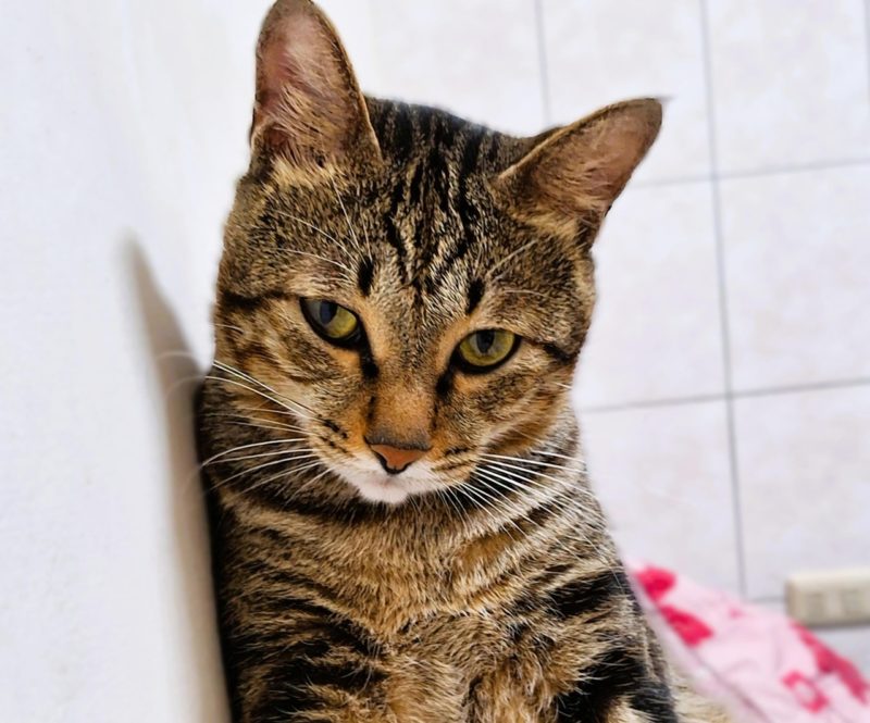 家貓馴化歷史比預期複雜，始於兩千年前從北非引入歐洲