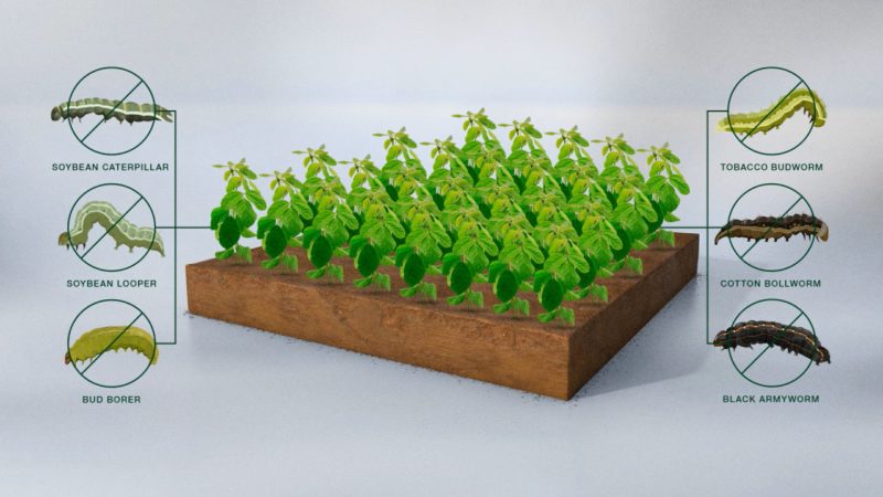 拜耳將於巴西推出全新基因改造大豆種子