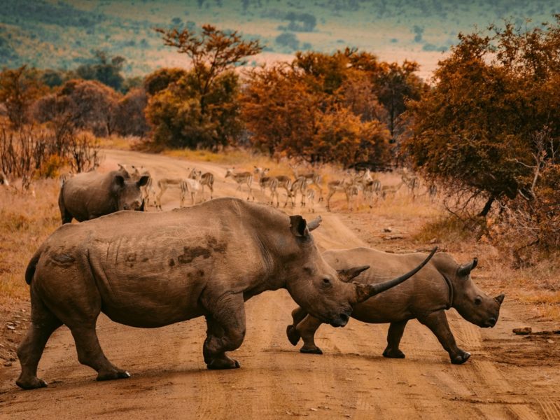 AI 生成的萌獸影片正在傷害真正的野生動物？研究揭露社群瘋傳背後的保育危機