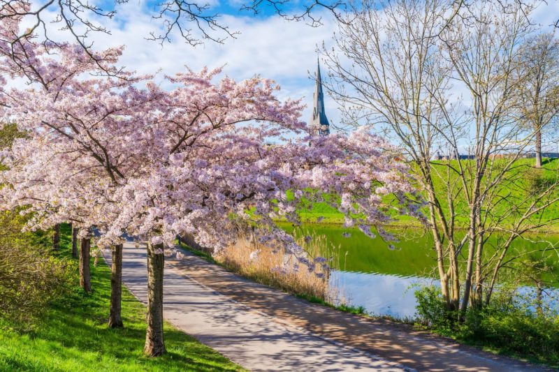 從濟州金黃花海到華盛頓櫻花節！雄獅盤點北半球「四大絕美花季」