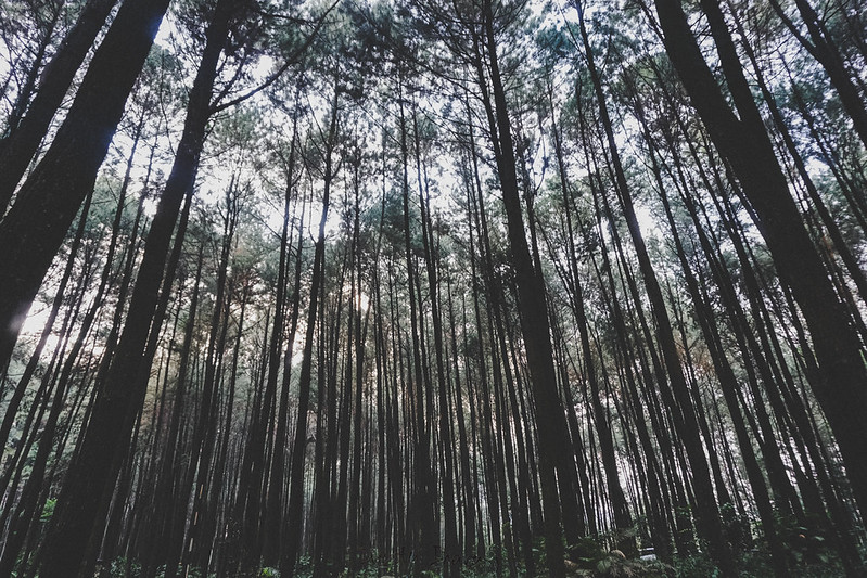 一場雨釀東南亞 1,500 人死亡，印尼劍指森林砍伐