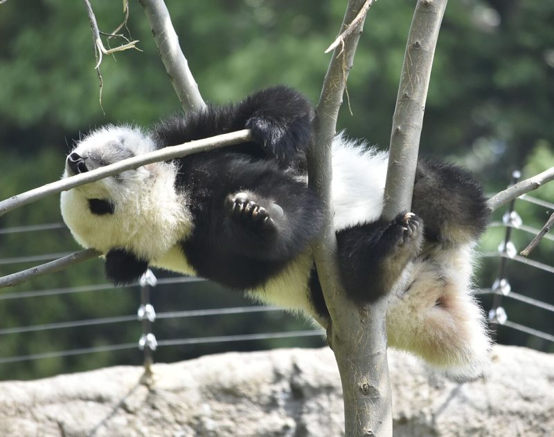 日本僅剩兩貓熊將返國，逾半世紀恐首次歸零