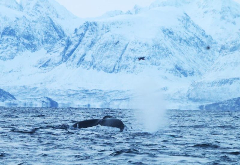鯨豚擱淺或是病毒惹禍，無人機助力更易取得鯨魚噴氣樣本