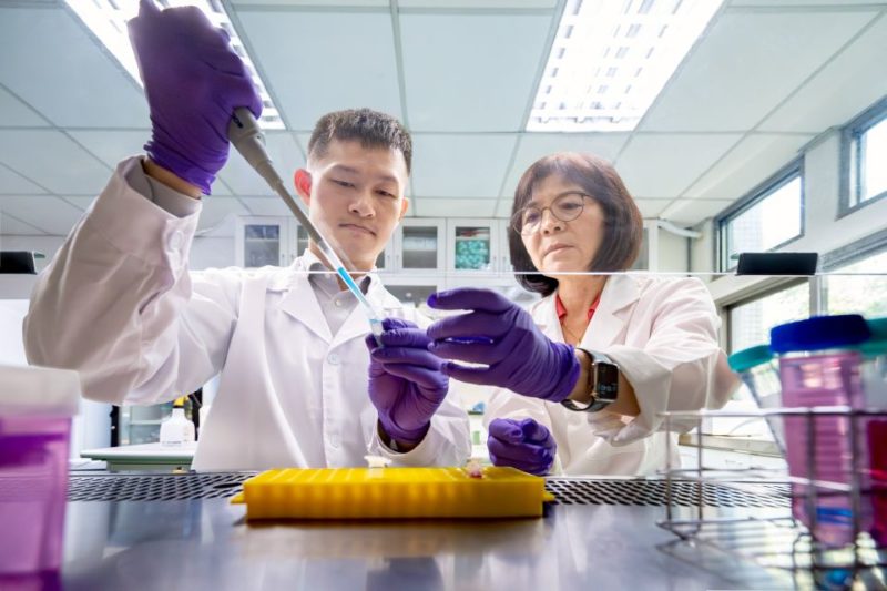 清華大學研究破解癌細胞弱點，雙重打擊誘發鐵死亡自我崩解機制