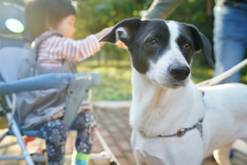台灣研究打臉迷思：養寵物不是少子化元兇，反而可能提高生育率