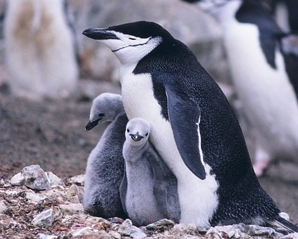 防掠食養成極端瞌睡技巧，南極企鵝每次只瞇 4 秒、海豹深潛打盹