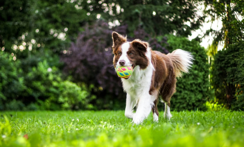 你家的狗正在偷偷變聰明？最新研究：狗狗只要「偷聽」就能學會新單字