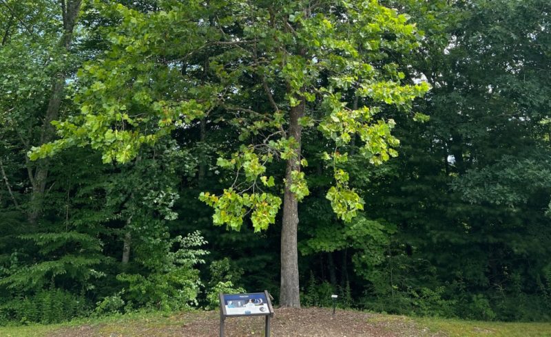 月球樹──活的登月紀念碑，曾繞著月球飛行的種子，最後在地球土壤扎根茁壯