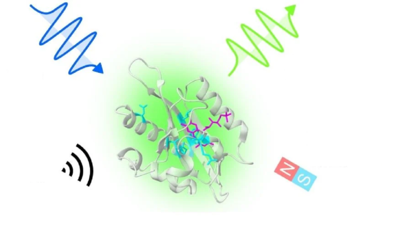 量子生技工程大突破！牛津團隊開發出能與磁場互動的磁敏螢光蛋白