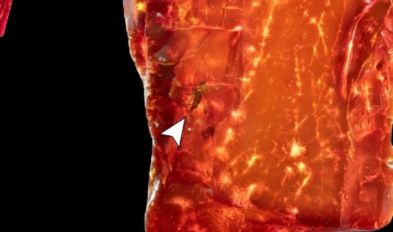 歌德收藏琥珀藏驚喜，揭密 4,000 萬年前滅絕古螞蟻