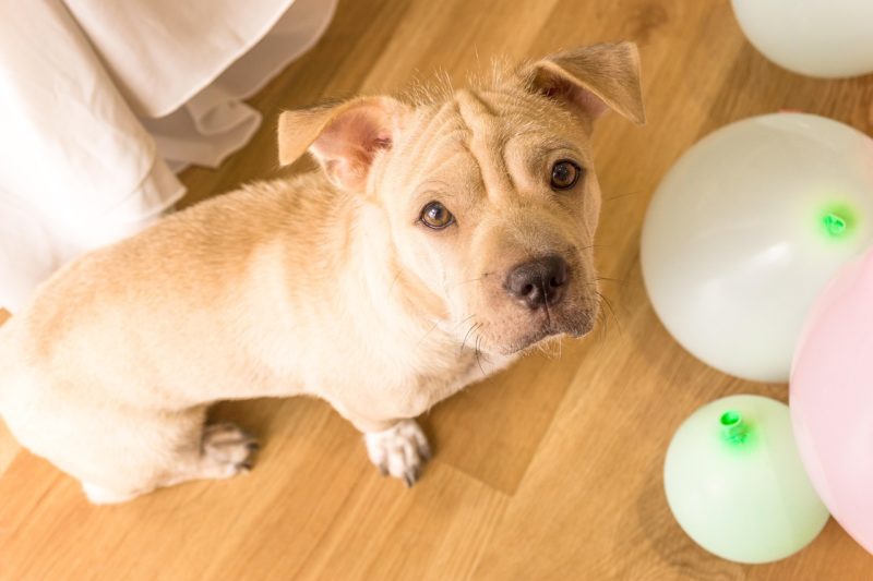 狗狗真的聽得懂音樂嗎？專家教你選擇旋律管理愛犬情緒