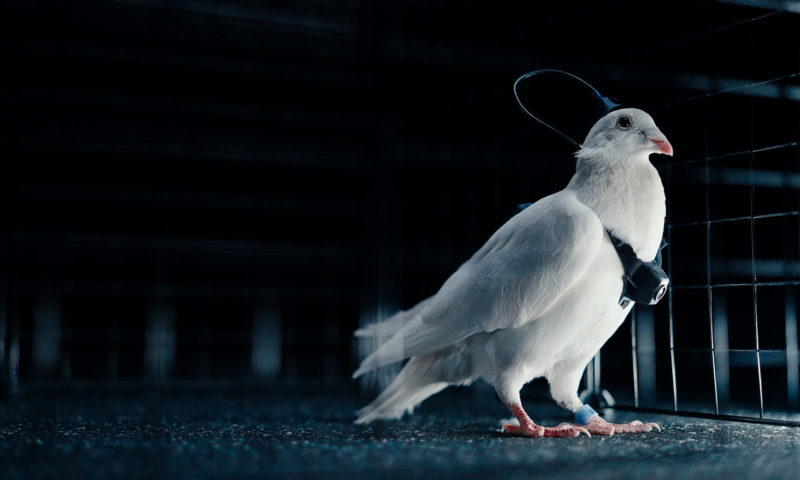 俄羅斯新創 Neiry 駭入鴿子大腦，改造成「活生生」的無人機