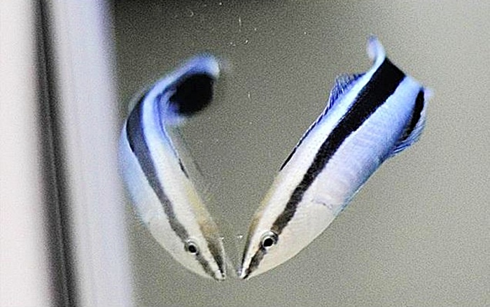 魚會照鏡子、玩食物情境測試？裂唇魚顛覆我們對動物自我意識的想像