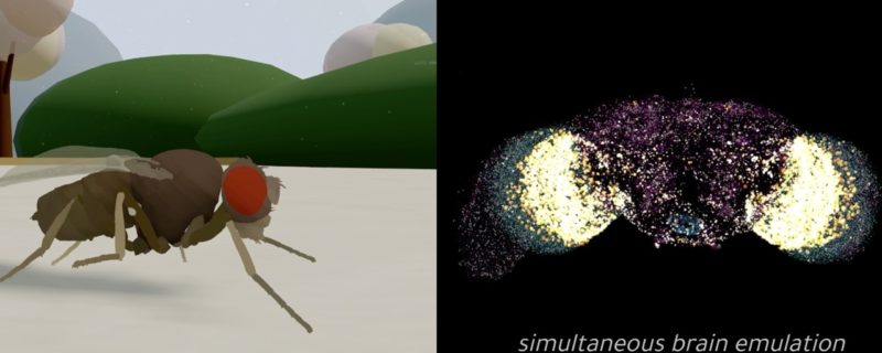 神經科學瘋狂里程碑，真實生物意識「數位化」驅動虛擬軀殼