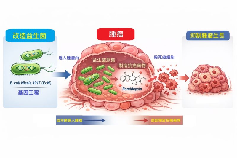 科學家改造益生菌，能在腫瘤內「製造」抗癌藥物
