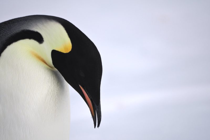 南極海冰加速消融，國際自然保育聯盟改列皇帝企鵝瀕危
