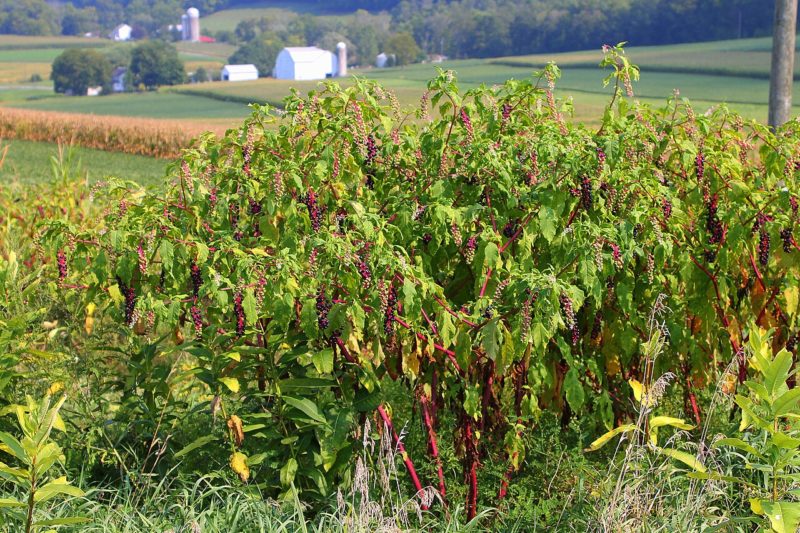 「龍莓草」助攻稀土回收，美大學研發植物採礦技術